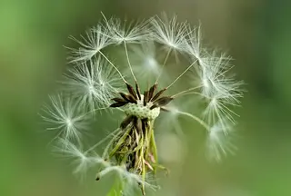 Gewöhnlicher Löwenzahn (Taraxacum ruderalia)